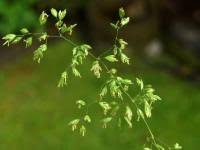 Image result for Poa schimperiana