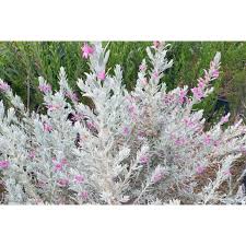 Image result for Phragmanthera edouardii