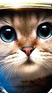 en guzel telefon duvar kagitlari 2021 teloji cute kittens guzel kediler nadide hayvanlar