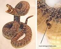 Image result
