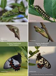 Leaf feeding caterpillars (including leaves of flowering plants, bushes and other ornamentals, vegetables and trees), azalea leafminers, green cloverworm, fruit eating caterpillars, legume feeding caterpillars, vegetable feeding caterpillars, stem and trunk boring. Australian Butterfly Conservation After A Good Year Of Having Their Awareness Raised These Two Species Of Australian Swallowtail S Are Once Again Nearing The End Of Munching At Your Citrus Leaves