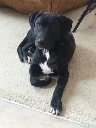 6 Month American Pitbull Terrier Black And White Petdetail Petfinder Pitbull Mix Puppies Lab Mix Puppies Black Pitbull Puppies