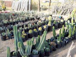 Cactus and lace weddings specialize in intimate, romantic weddings and elopements in the raw beauty of the desert, near las vegas, nevada. Trending 5 Off The Beaten Path Las Vegas Wedding Venues