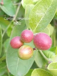 Image result for Carissa praetermissa