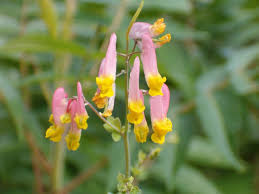 Image result for Xyris capnoides