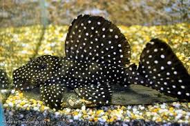 leporacanthicus cf galaxias l240 pleco fish aquarium fish tropical fish