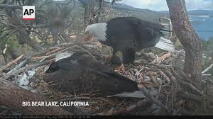 Скачай eagles hotel california и eagles take it easy. Bald Eagle Population Booming In Us Lower 48 Wusa9 Com