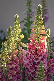 Cool Foxglove Plant Flower Garden Plants