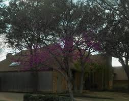 Cercis canadensis is the state tree of oklahoma. Redbuds And Oklahoma Red Bud Plant Now Lee Ann Torrans Gardening