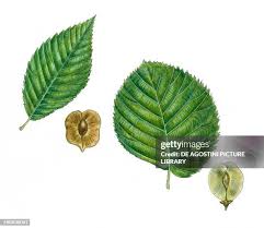 Image result for Ulmaceae