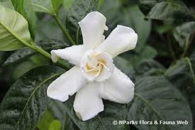 Image result for Gardenia cornuta