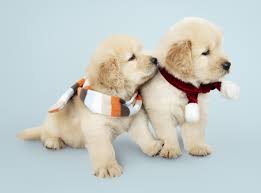 Newborn golden retriever puppies sleeping. Cute Baby Puppy Golden Retriever Cuteanimals