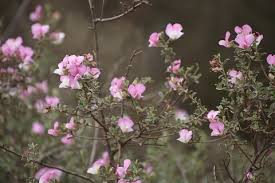 Image result for Podalyria calyptrata