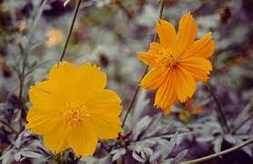 Ok, ur d!ck, king fish, ixora sunkist, zingiber malay. Ooi S Flora Malaysiana Ver 1 0 Cocoy01a Htm 1997 2002