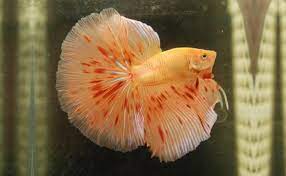How do you say orange betta fish in hebrew? 30 Amazing Types Of Betta Fish Interesting Facts And Features