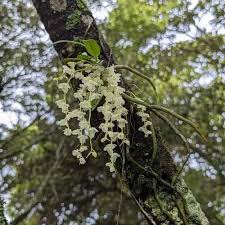 Image result for Rhipidoglossum ovale