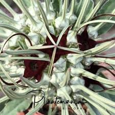 Image result for Brachystelma