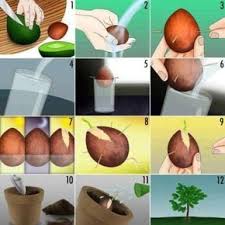 Planter Un Noyau D Avocat Dans La Terre Voici Comment Proceder Faire Pousser Un Avocatier Avocat Farci Comment Planter