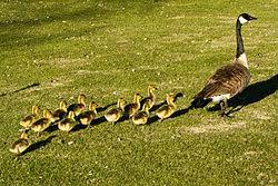 Grammatical gender applies only to nouns and pronouns in english. Goose Simple English Wikipedia The Free Encyclopedia