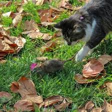 Ratten Im Garten Kompost Vertreiben Tipps Zur Bekampfung