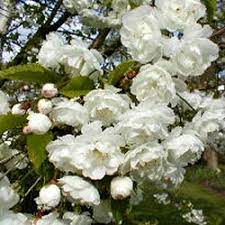 We did not find results for: Prunus Avium Plena Double Blossom Tree Nursery Uk