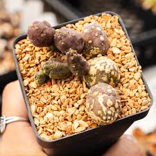 Image result for Pycreus permutatus