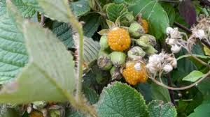 Image result for Rubus ellipticus