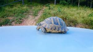 40m² und darin leben 9 adulte griechische landschildkröten. Haustierschildkroten Mit Dem Auto Transportieren Wie Man Ein Gluckliches Zuhause Fur Sein Haustier Schafft