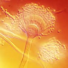 Aspergillus fumigatus is the type of mold that is most likely to cause aspergillosis in certain people when they inhale (breathe in) its spores. Aspergillus Terreus Wikipedia