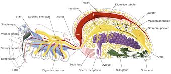 Spider Anatomy Wikipedia