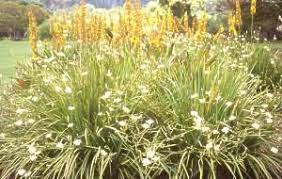 Image result for Dietes