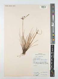 Image result for Pycreus niger