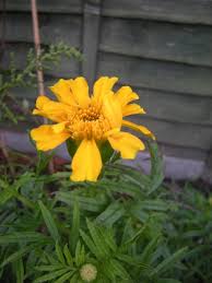 Image result for Tagetes erecta