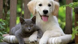 As our name suggests, pet business insurance specialises in providing insurance cover for all types of pet businesses. Make Money From Pet Sitting And Pet Boarding