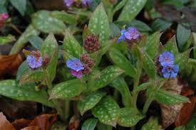 Zelfs een kleurplaat van een echt lichaams hart. Pulmonaria Longifolia Cevennes Pulmonaria Longifolia Ssp Cevennensis Longkruid De Other Articles Where Pulmonaria Longifolia Is Discussed Gagrushircus