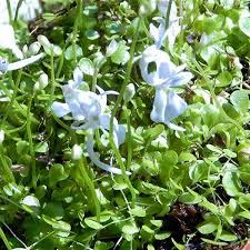 Image result for Utricularia appendiculata