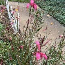Image result for Oenothera lindheimeri
