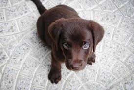 Find images of labrador puppy. 25 Essentials For Labrador Puppies Your Dog Advisor