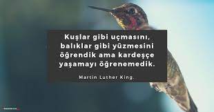 kuslar ile ilgili sozler kuslar ile ilgili guzel sozler sozumsoz kus guzel soz