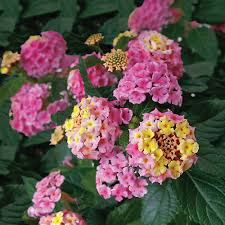 Image result for Lantana