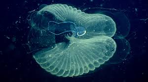 The irish term for a jellyfish translates literally as seal snot. Microplastics Have Invaded The Deep Ocean And The Food Chain The Salt Npr