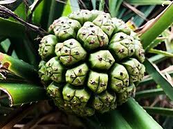 Image result for Pandanus odoratissimus