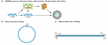 Comirnaty does not contain the virus itself. Https Www Klinikum Uni Heidelberg De Fileadmin Inst Hygiene Molekulare Virologie Pdf Ss07 Ss07 03 Virusgenome Pdf