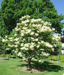 Japanese Tree Lilac Branches Developing A Somewhat Oval Rounded To Vase Shaped Crown Large Clusters Of Cream Japanese Lilac Tree Lilac Tree Ornamental Trees