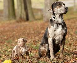 Blue leopard catahoula dogs… catahoula cur puppies for sale 199.71 miles. Catahoula Leopard Dog Behavior Petsidi