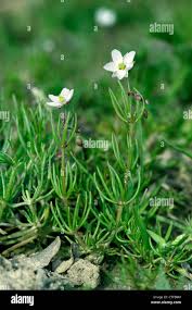 Image result for Spergula