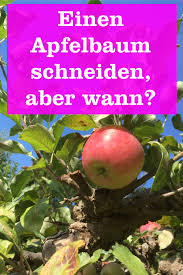 Warum muss man apfelbäume überhaupt schneiden? Wann Schneidet Man Einen Apfelbaum Gartenbob De Der Garten Ratgeber