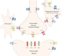 Addex's lead product candidate, dipraglurant (mglu5 negative allosteric modulator or nam), is poised to start a pivotal registration clinical trial for parkinson's disease levodopa induced. Https D Nb Info 1131594908 34