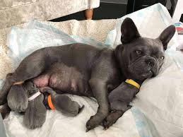 The price of hard to raise puppies in breeds like french bulldogs is simply greater due to the difficulty and cost involved of raising the puppies. French Bulldog Colors With Pictures Pets Kb