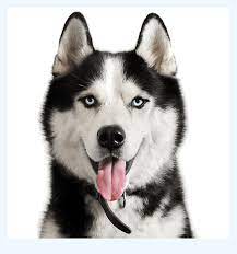 First of all, we don't have a physical shelter location and are operated entirely by volunteers. Top 10 Key Tactics The Pros Use For Husky Puppies For Adoption Dog Breed